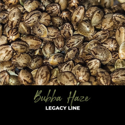 Bubba Haze - Legacy Line semi di cannabis regolari - Jack Herer x C