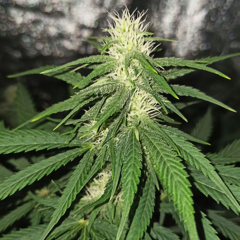 Pineapple Bubblegum - Bubble Line regular cannabis seeds - Bubblegu ...